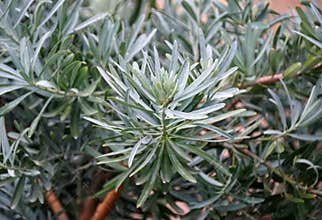 Blue Ice Yellowwood plant, also known as Podocarpus elongatus `Monmal