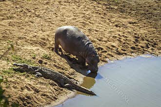 Hippopotamus in Kruger National park, South Africa