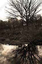 Naked Tree Reflected in Ripply Water of DuPage River