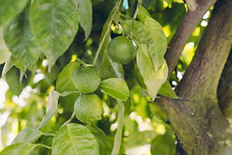 Green Citrus aurantium. Close-up of green citrus fruit, natural background. Nature concept. Oranges in greenery on tree