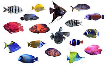 Collage of different tropical fishes on white