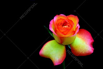 Close up of a beautiful multi colored hybrid rose 