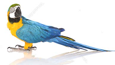 Bright Ara parrot