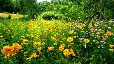 Wild Flowers