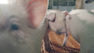 Close up of a young farm pig sniffing the camera. Modern Pig farm with many pigs.