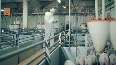 Feeding of young pigs and a male expert, veterinarian observing it