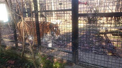 Siberian tiger - biggest of the feline family at the zoo