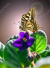 Violet and butterfly