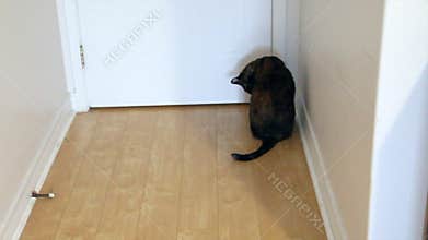 Cat licking and waiting by the door
