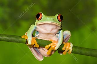 Red Eye Tree Frog on Branch