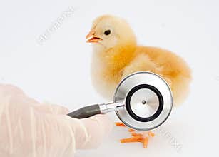 Ill chick of influenza