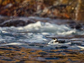 Little auk, black and white bird lying in the waves in sea near the coast