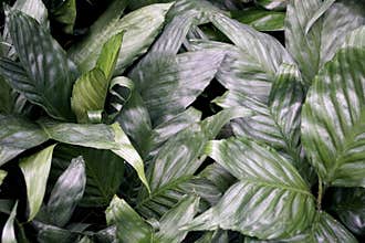 Dark green color of Chamaedorea Palm, a tropical palm family plant from Mexico