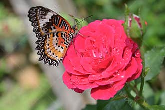 Orange and black pattern on wing of butterfly on pink rose flower with water dew drop on petal