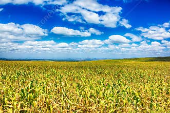 Rolling corn fields