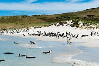 Gentoo penguins and magellan penguins swimming in blue sea or standing on white beach on Carcass Islands, Falkland Islands