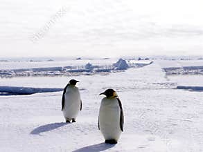 Penguins In Antarctica 2