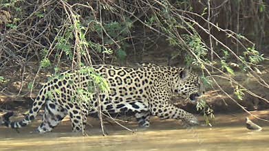 Huge jaguar female moves along the bank of the Cuiabà river.