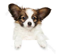 Papillon dog puppy looking at the camera above banner