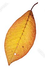 Autumn leaf