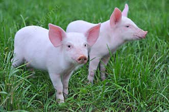 Small pigs