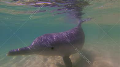 Dolphin Close Up.Happy Playful Australian Humpback Dolphin Swimming.Marine Mammal