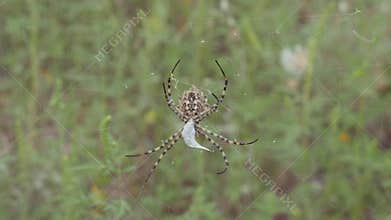Spider sits on a web. Crimean spider Argiope Lobate. Spider stores food.