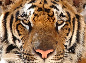 Magnificent bengal tiger, thailand, asia cat lion