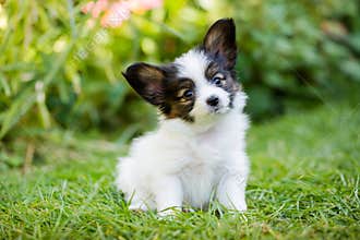 Puppy turned his head