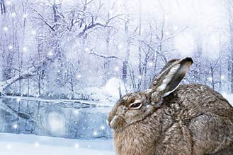 Hare in winter