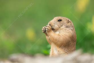 Prairie dog in the meadow