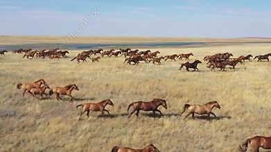 Mustangs. Wild horses galloping in the steppe, aerial view