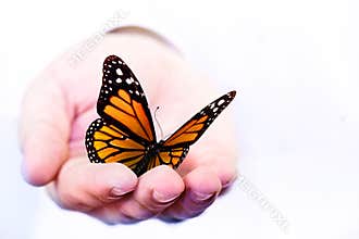 Butterfly holding in hand