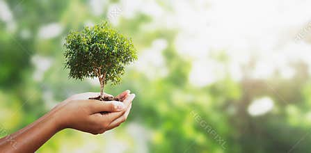 hand holding tree on blur green with sunshine  background. concept eco earth day