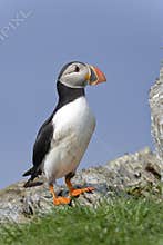 Atlantic puffin, fratercula arctica