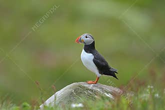 Atlantic puffin, fratercula arctica