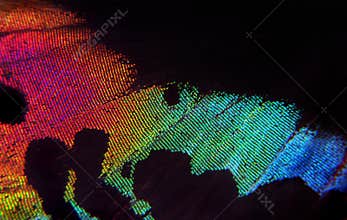 Madagasgan Sunset Butterfly, Fragment of the wing of a tropical butterfly. Colors of rainbow. Abstract butterfly wing pattern clos