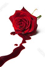 Bleeding rose