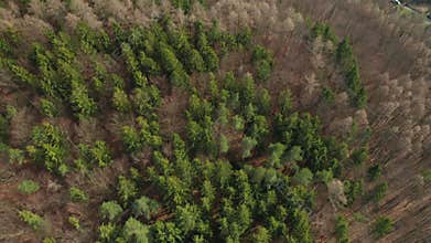 Fly over the colourful trees in a wood. Tops of a fir trees.