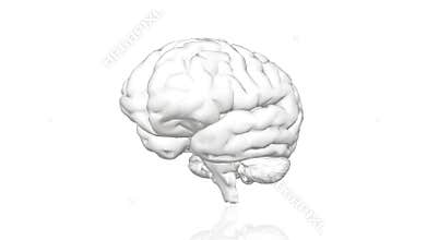 Human brain, rotating animation 3d. Artificial intelligence. Total white