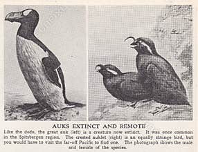 Vintage illustration of The Great Auk and The Crested Auklet.