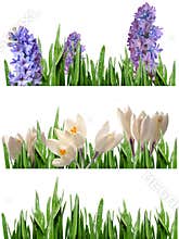 Spring borders