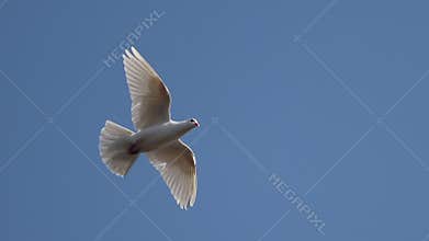 White dove soars through the blue sky