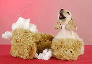Bad puppy