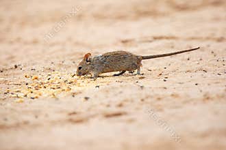 The four-striped grass mouse or four-striped grass rat Rhabdomys pumilio in the desert eats residues biscuits on picnic place
