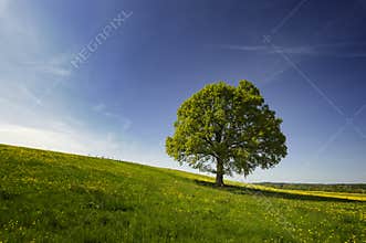 Oak tree in countryside