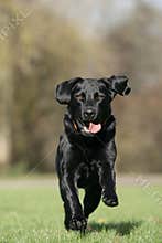 Running Labrador retriever dog