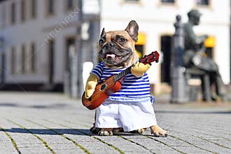 Funny French Bulldog dog dressed up as street perfomer musician wearing a costume with striped shirt and fake arms holding guitar
