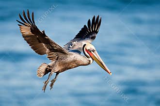 Brown Pelican