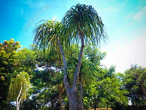Warm Atmosphere On Evergreen Perennial Tree Of Elephant`s Foot Or Ponytail Palm